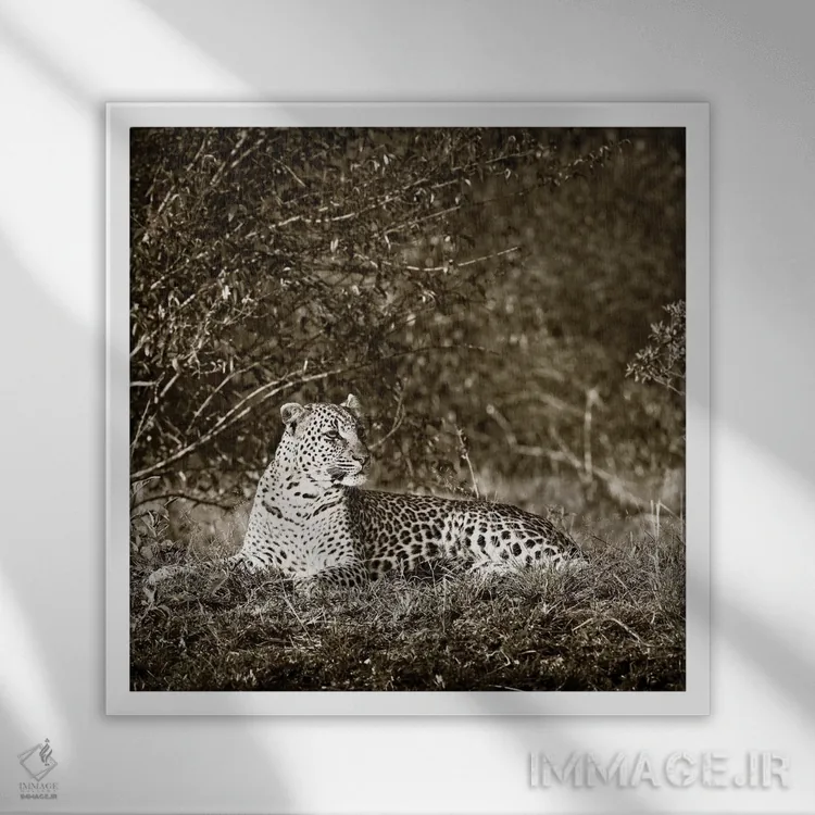 تابلو دکوراتیو پلنگ هوشیار اثر کلاوس تیدگه - نمای قابدار سفید