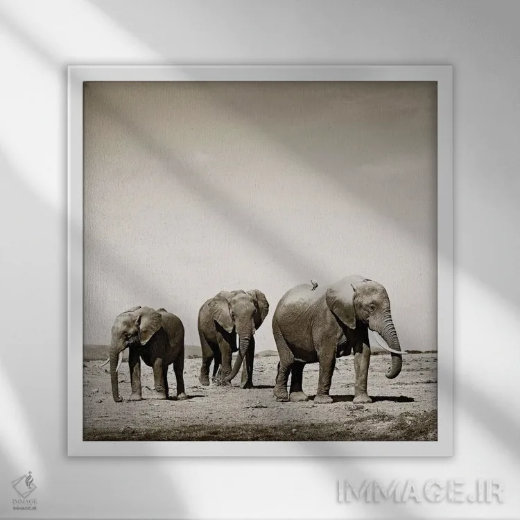 تابلو دکوراتیو فیل های سنگین قدم اثر کلاوس تیدگه - نمای قابدار سفید