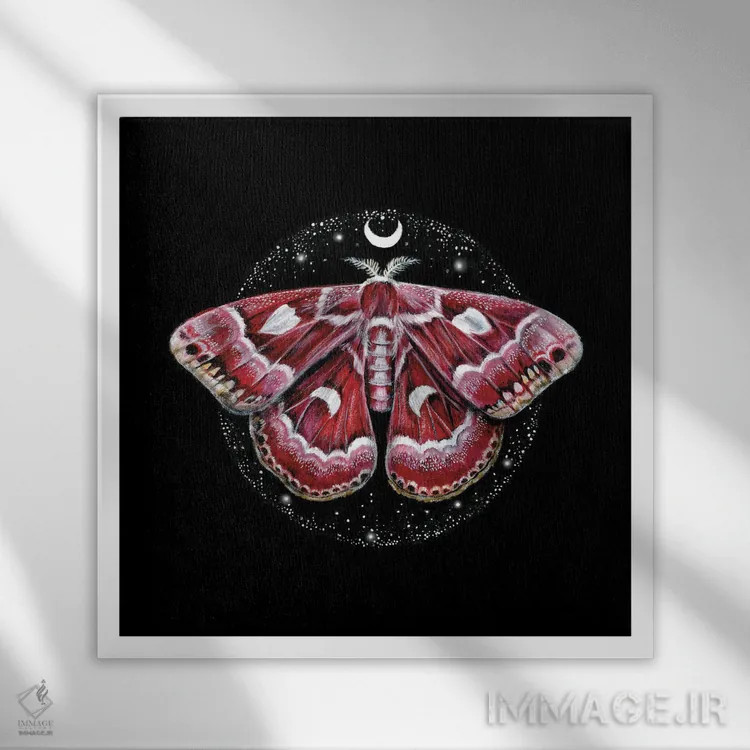 تابلو دکوراتیو پروانه موجودات کیهانی اثر کیمرا واچنا - نمای قابدار سفید
