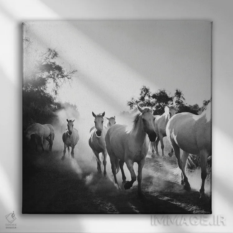 تابلو مدرن اسب های کامارگ VX اثر لورا ایوانز - نمای روبهرو روی دیوار