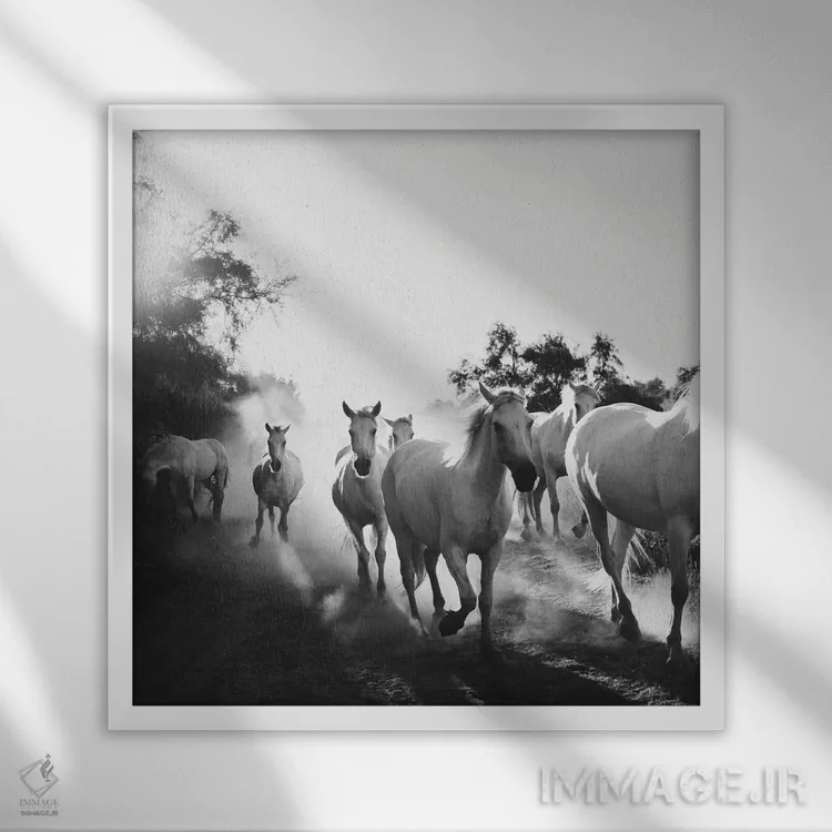تابلو مدرن اسب های کامارگ VX اثر لورا ایوانز - نمای قابدار سفید