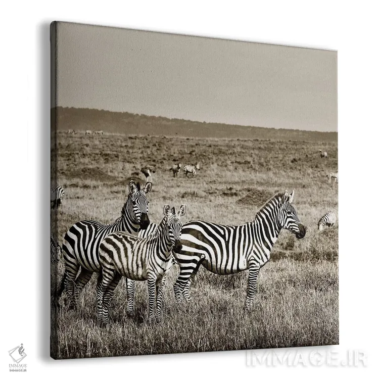 تابلو دکوراتیو خانواده متحد گورخرها اثر کلاوس تیدگه - نمای پرسپکتیو محصول