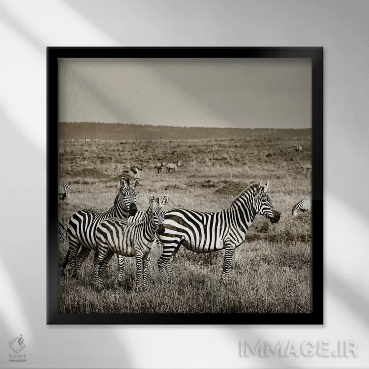 تابلو دکوراتیو خانواده متحد گورخرها اثر کلاوس تیدگه - نمای قابدار مشکی