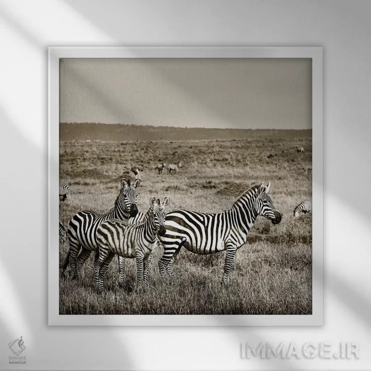 تابلو دکوراتیو خانواده متحد گورخرها اثر کلاوس تیدگه - نمای قابدار سفید