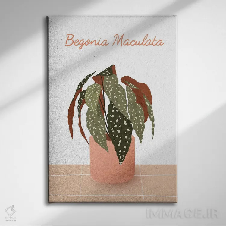 تابلو مدرن بگونیا ماکولاتا اثر ایتس فانی هو - نمای روبهرو روی دیوار