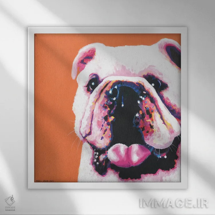 تابلو دکوراتیو بولداگ روی زمینه نارنجی، مربع اثر کیرستین وود - نمای قابدار سفید