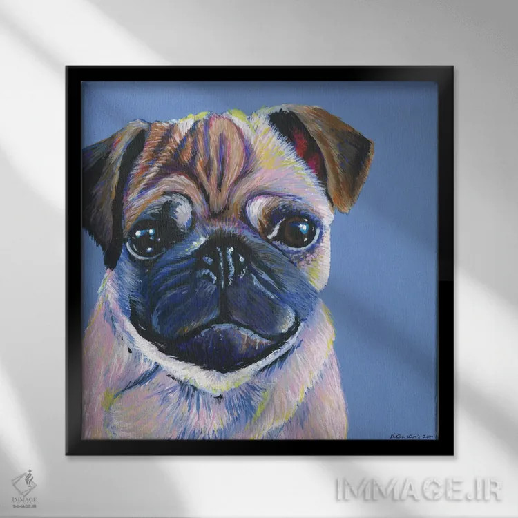 تابلو دکوراتیو پاگ روی زمینه آبی، مربع اثر کیرستین وود - نمای قابدار مشکی