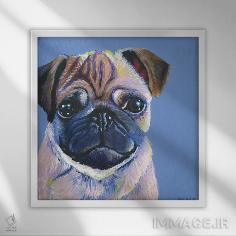 تابلو دکوراتیو پاگ روی زمینه آبی، مربع اثر کیرستین وود - نمای قابدار سفید