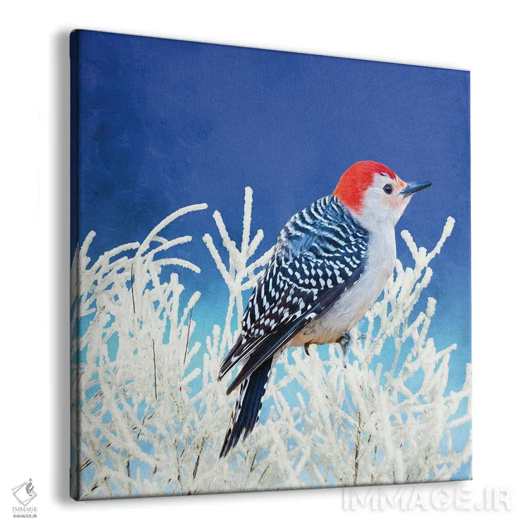 تابلو دکوراتیو دارکوب شکم قرمز در زمستان اثر لورا دی یانگ - نمای پرسپکتیو محصول