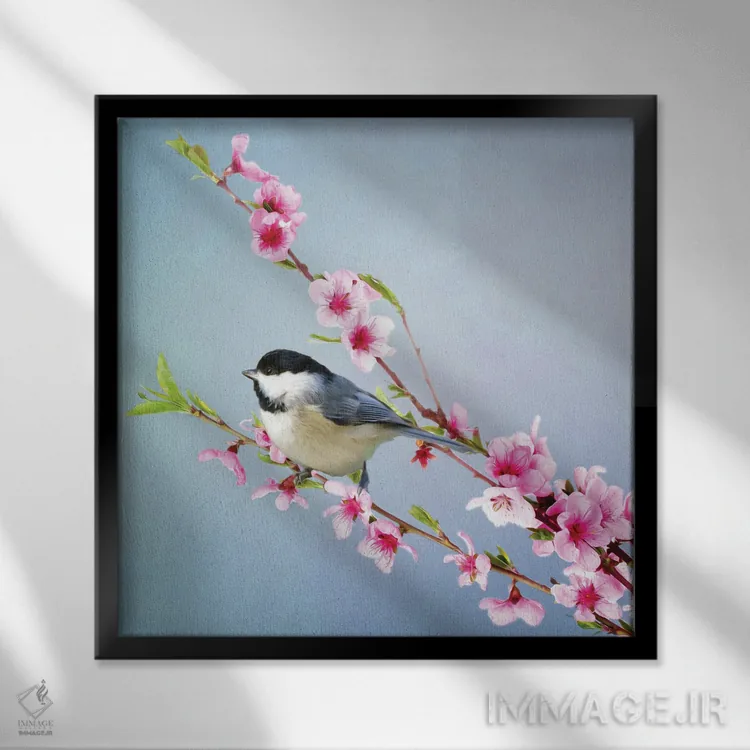 تابلو دکوراتیو چیکادی کلاه سیاه و شکوفه های هلو اثر لورا دی یانگ - نمای قابدار مشکی