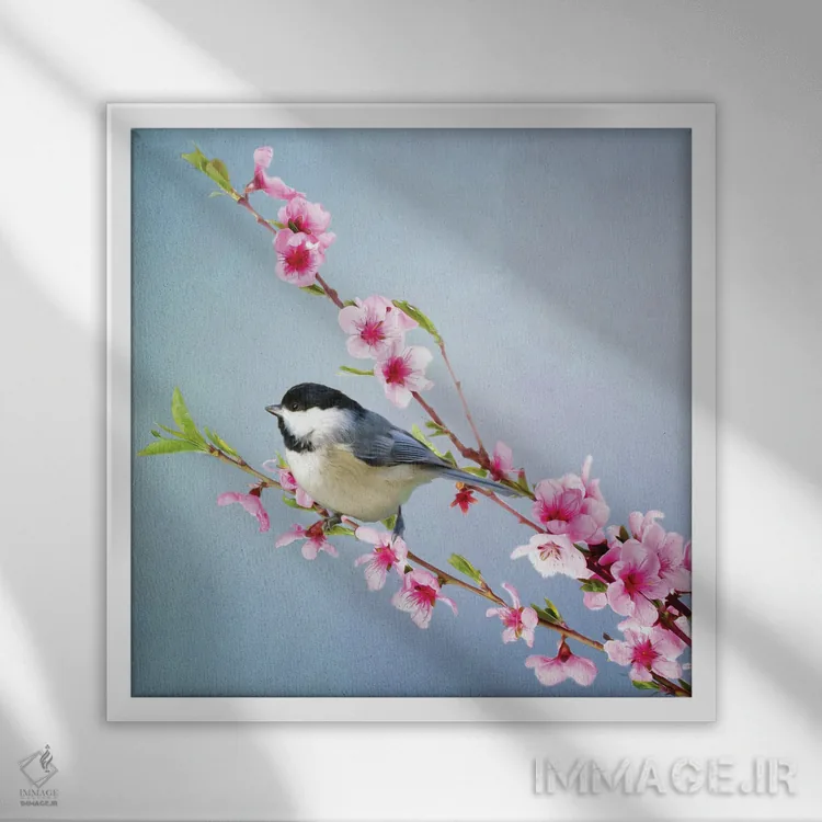 تابلو دکوراتیو چیکادی کلاه سیاه و شکوفه های هلو اثر لورا دی یانگ - نمای قابدار سفید