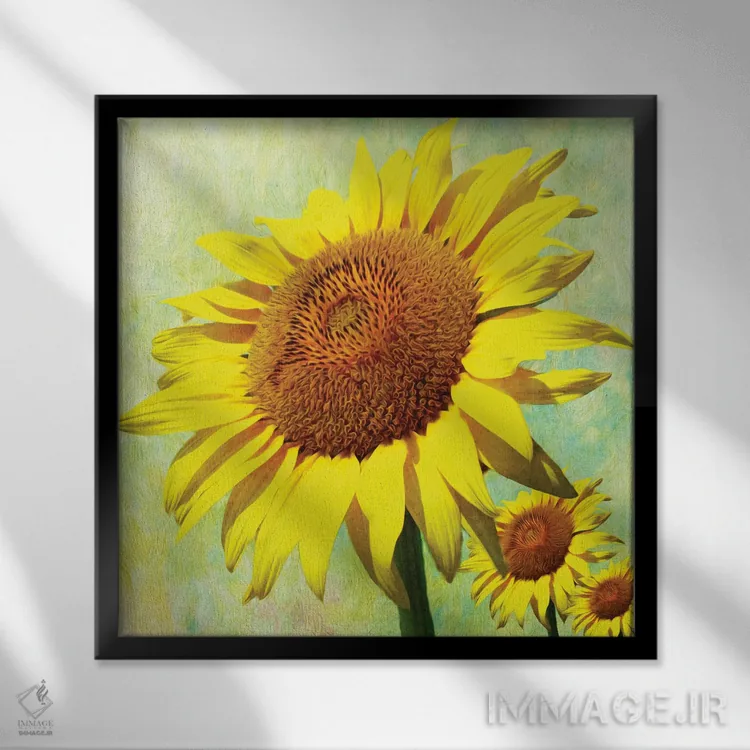 تابلو دکوراتیو روز خوش آفتابگردان اثر لورا دی یانگ - نمای قابدار مشکی