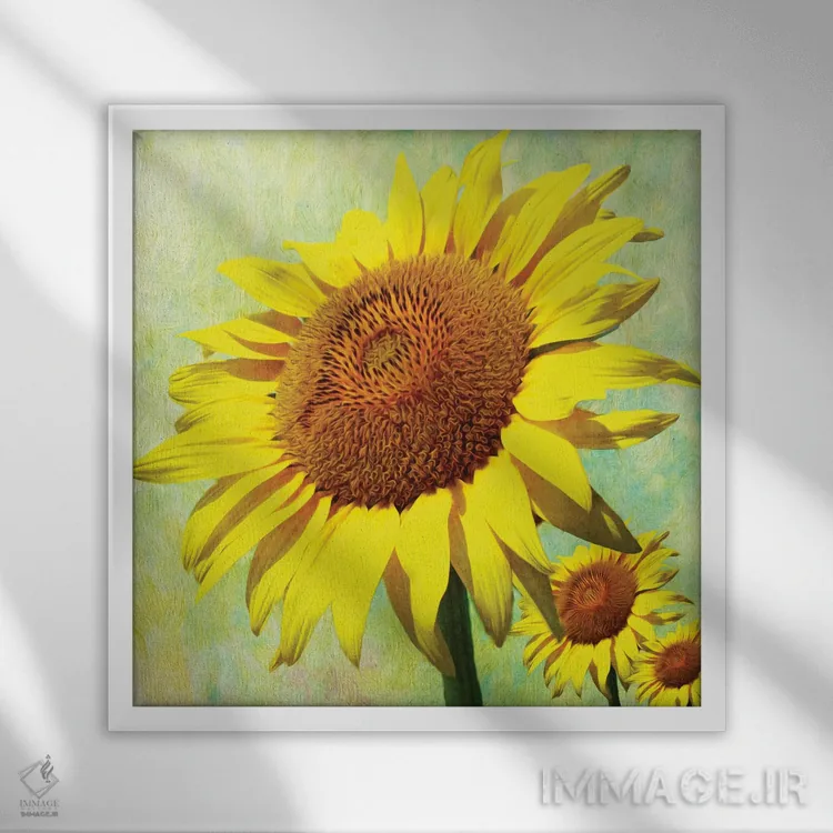 تابلو دکوراتیو روز خوش آفتابگردان اثر لورا دی یانگ - نمای قابدار سفید