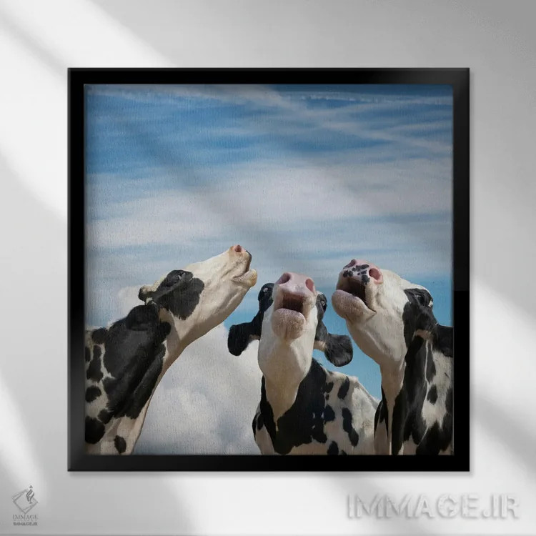 تابلو دکوراتیو همخوانی گاوها اثر لوند روزر - نمای قابدار مشکی