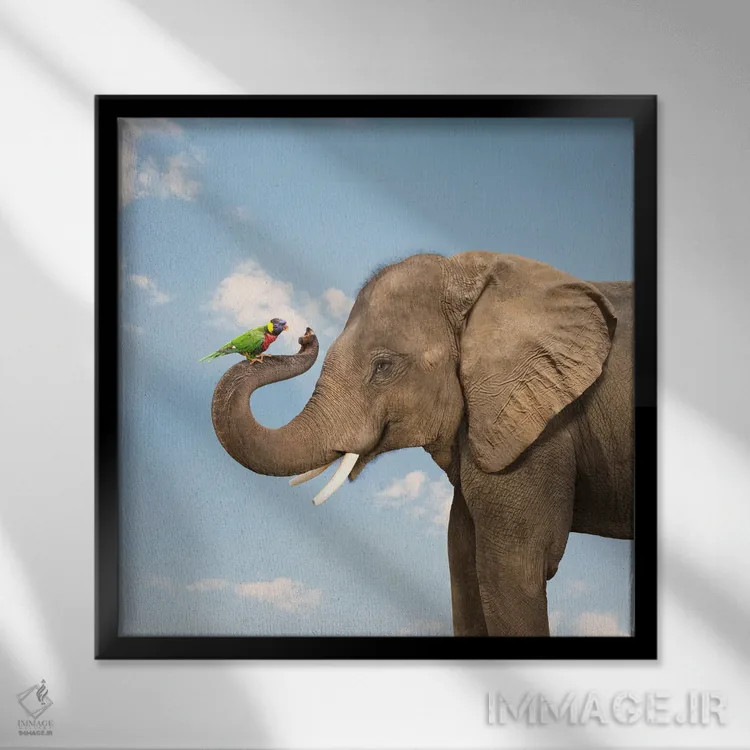 تابلو دکوراتیو دوستی فیل و طوطی لوریکیت اثر لوند روزر - نمای قابدار مشکی