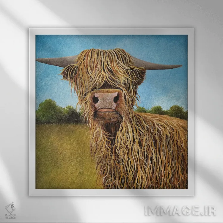 تابلو دکوراتیو گاو اسکاتلندی اثر شریل میلر لکی - نمای قابدار سفید