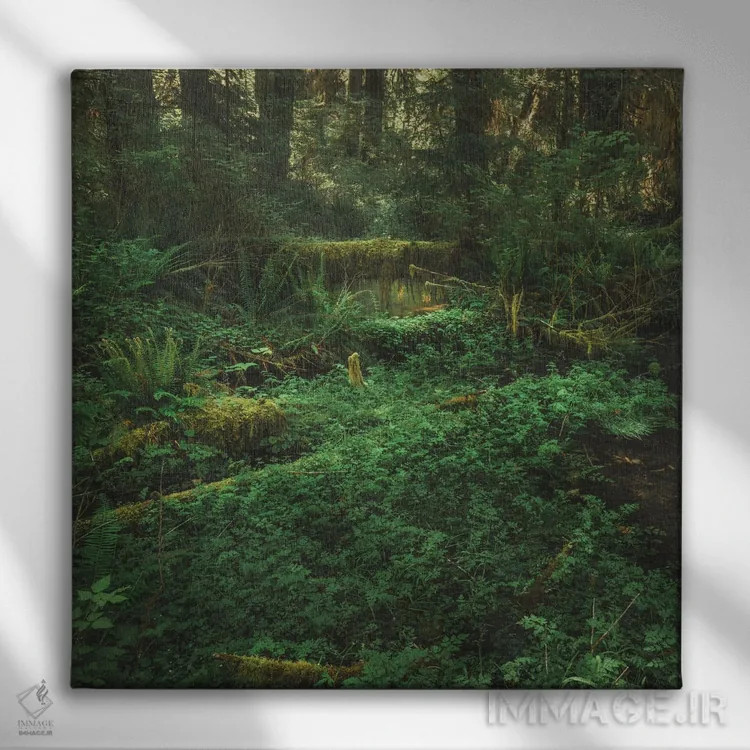 تابلو دکوراتیو جنگل بارانی المپیک اثر لوئیس راث - نمای روبهرو روی دیوار