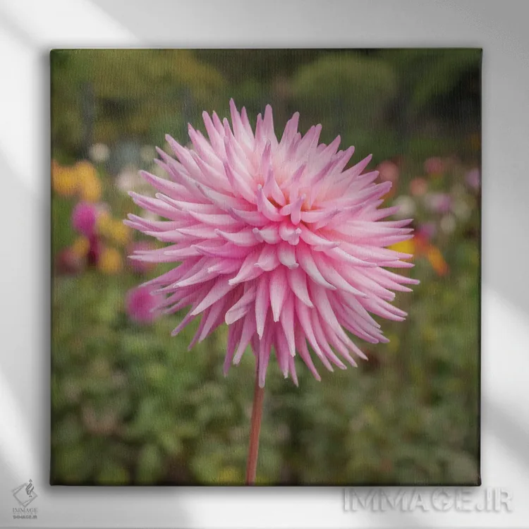 تابلو دکوراتیو گل دالیاس اثر لوئیس راث - نمای روبهرو روی دیوار