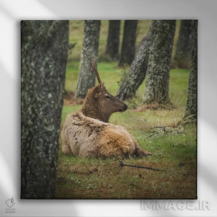 تابلو دکوراتیو گوزن نر جوان اثر لوئیس راث - نمای روبهرو روی دیوار