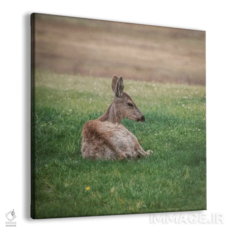 تابلو دکوراتیو آهو در حال استراحت در علفزار سبز اثر لوئیس راث - نمای پرسپکتیو محصول