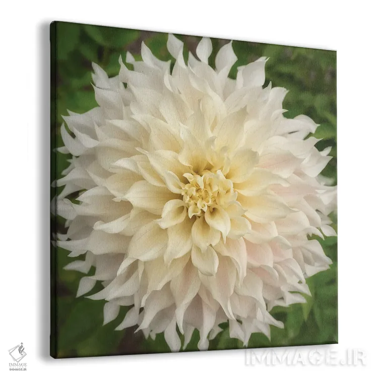 تابلو دکوراتیو دالیای چرخ رنگ اثر لوئیس راث - نمای پرسپکتیو محصول