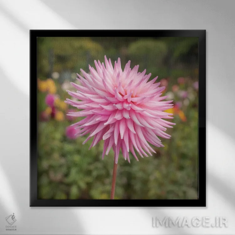 تابلو دکوراتیو گل دالیاس اثر لوئیس راث - نمای قابدار مشکی