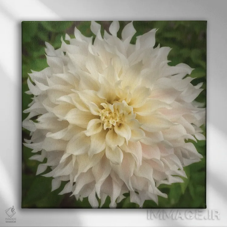 تابلو دکوراتیو دالیای چرخ رنگ اثر لوئیس راث - نمای روبهرو روی دیوار