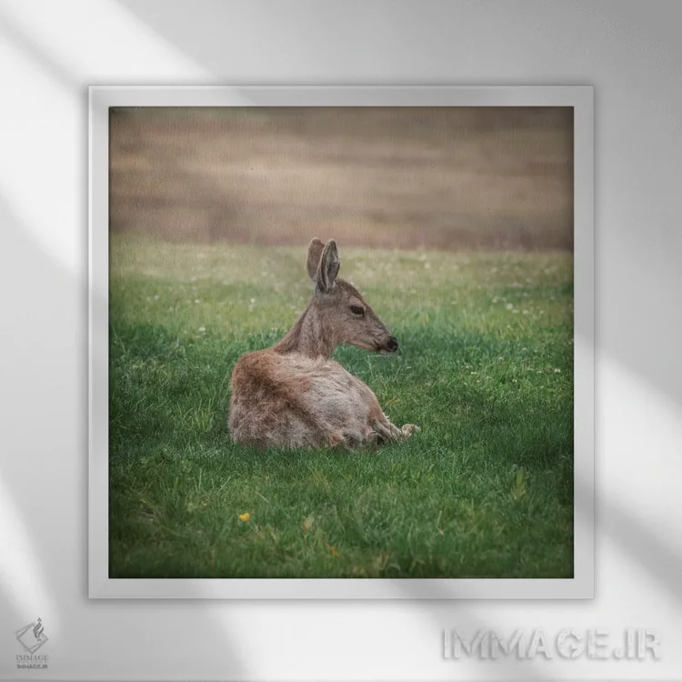 تابلو دکوراتیو آهو در حال استراحت در علفزار سبز اثر لوئیس راث - نمای قابدار سفید