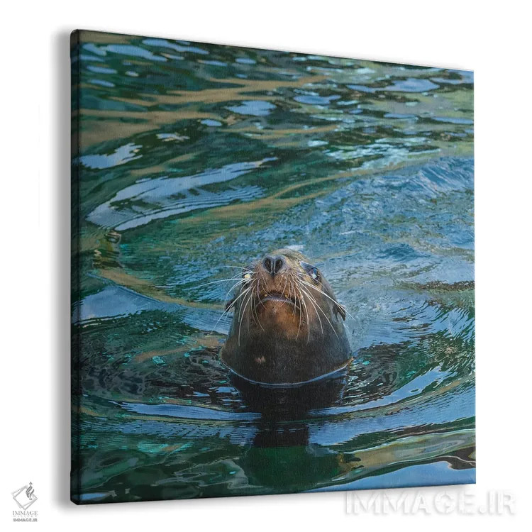 تابلو دکوراتیو نمای نزدیک فوک دریایی اثر لوئیس راث - نمای پرسپکتیو محصول