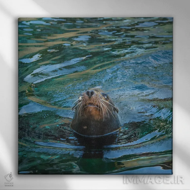 تابلو دکوراتیو نمای نزدیک فوک دریایی اثر لوئیس راث - نمای روبهرو روی دیوار