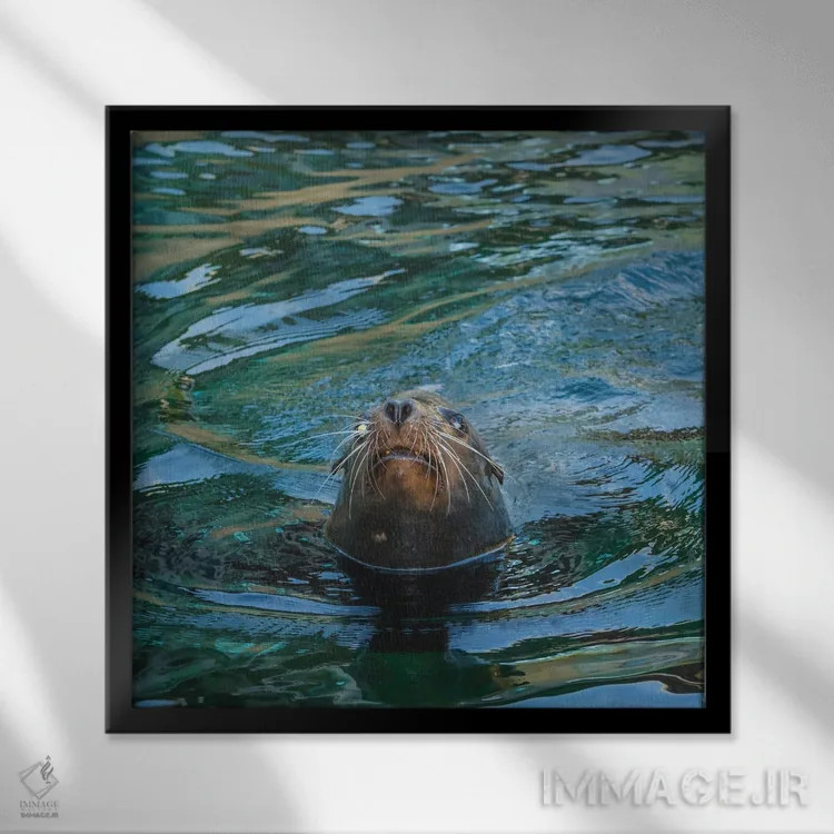 تابلو دکوراتیو نمای نزدیک فوک دریایی اثر لوئیس راث - نمای قابدار مشکی