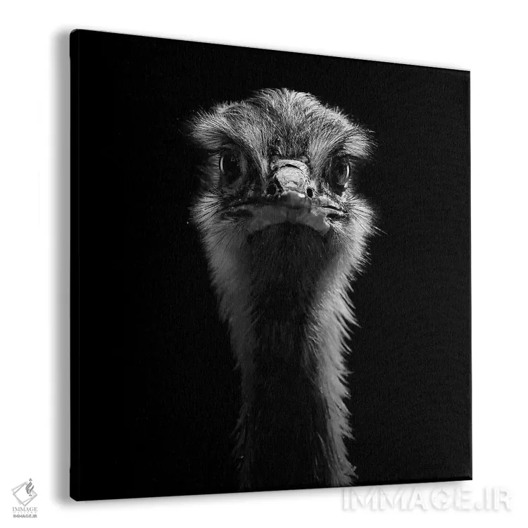 تابلو دکوراتیو شترمرغ سیاه و سفید اثر لوکاس هلاس - نمای پرسپکتیو محصول