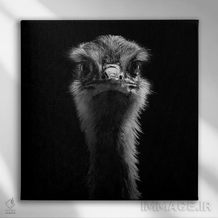 تابلو دکوراتیو شترمرغ سیاه و سفید اثر لوکاس هلاس - نمای روبهرو روی دیوار