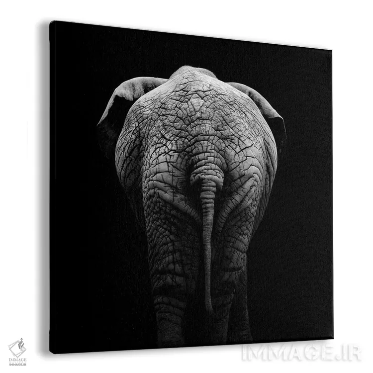 تابلو دکوراتیو فیل سیاه و سفید II اثر لوکاس هلاس - نمای پرسپکتیو محصول