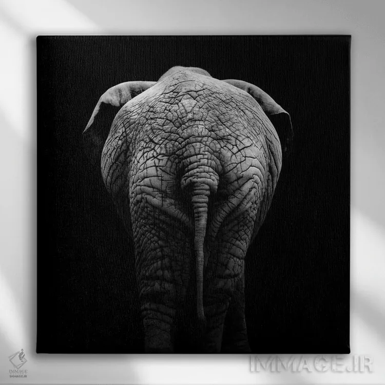 تابلو دکوراتیو فیل سیاه و سفید II اثر لوکاس هلاس - نمای روبهرو روی دیوار