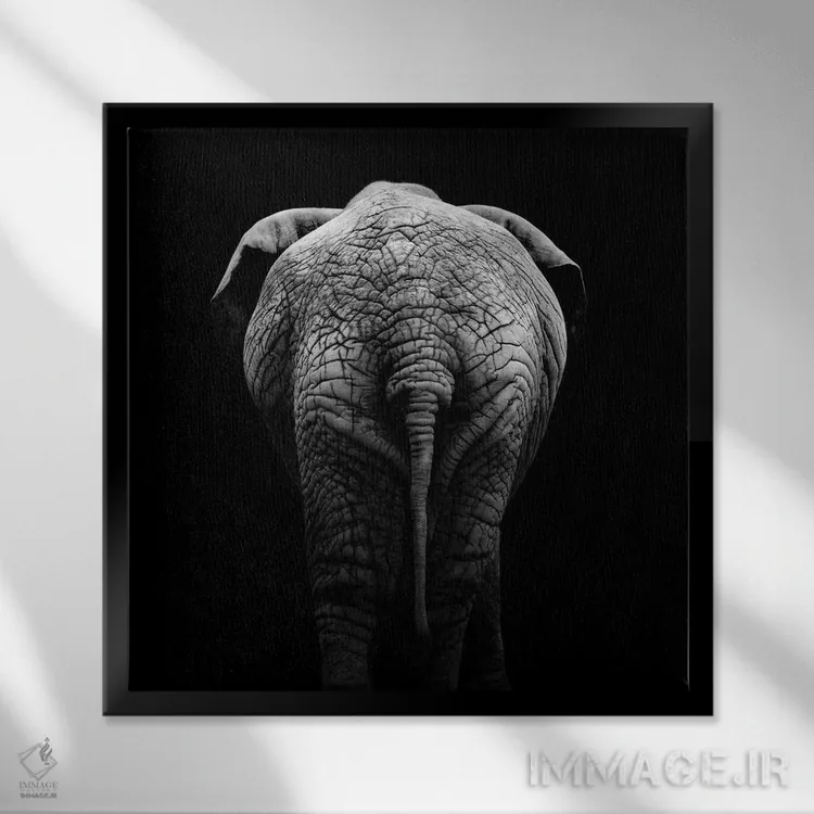 تابلو دکوراتیو فیل سیاه و سفید II اثر لوکاس هلاس - نمای قابدار مشکی