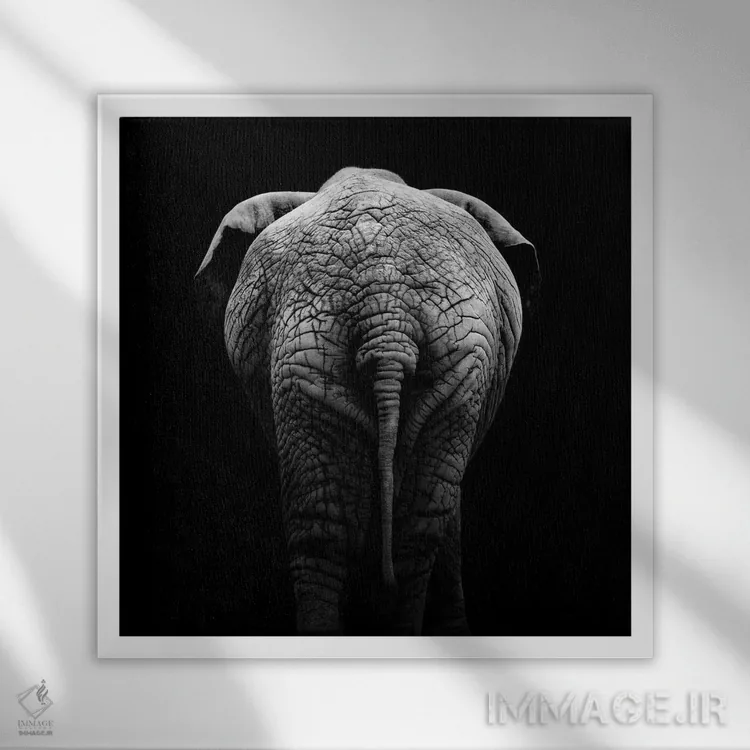 تابلو دکوراتیو فیل سیاه و سفید II اثر لوکاس هلاس - نمای قابدار سفید
