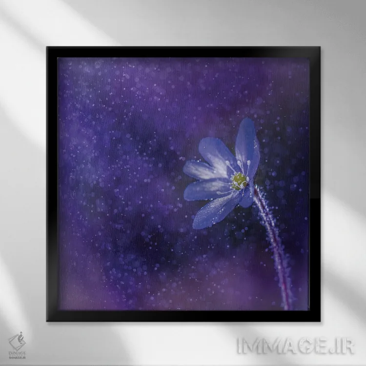 تابلو دکوراتیو گل زیر باران اثر لاری لوهی - نمای قابدار مشکی