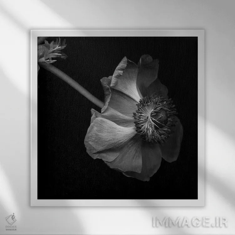 تابلو دکوراتیو شقایق اثر مگدا ایندیگو - نمای قابدار سفید