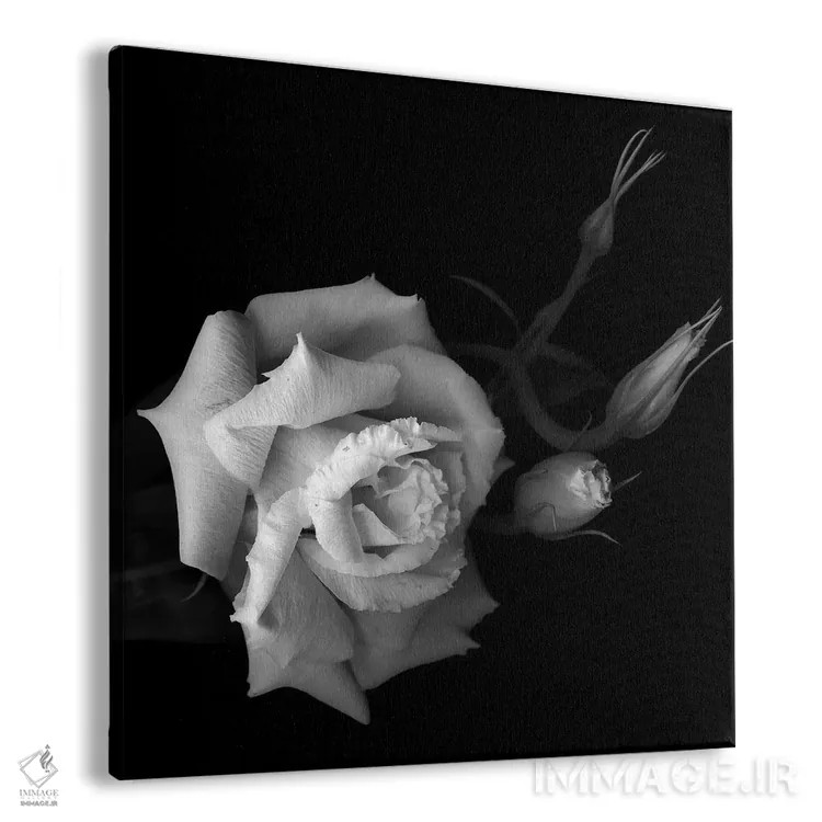 تابلو دکوراتیو لیزیانتوس اثر مگدا ایندیگو - نمای پرسپکتیو محصول