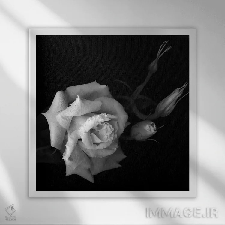 تابلو دکوراتیو لیزیانتوس اثر مگدا ایندیگو - نمای قابدار سفید