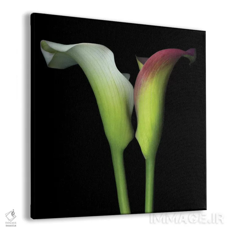 تابلو دکوراتیو گونه به گونه اثر مگدا ایندیگو - نمای پرسپکتیو محصول