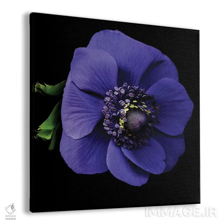 تابلو دکوراتیو شقایق دریایی اول اثر مگدا ایندیگو - نمای پرسپکتیو محصول