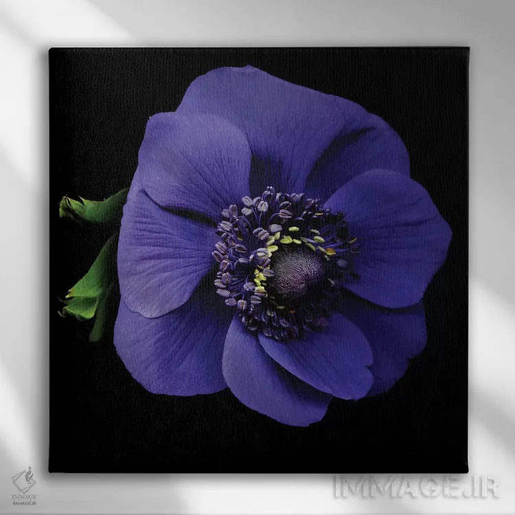 تابلو دکوراتیو شقایق دریایی اول اثر مگدا ایندیگو - نمای روبهرو روی دیوار