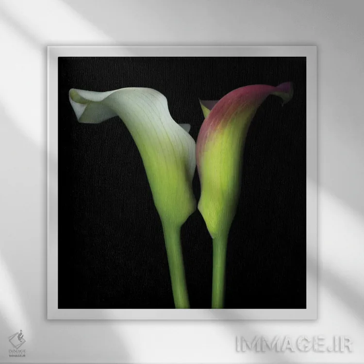 تابلو دکوراتیو گونه به گونه اثر مگدا ایندیگو - نمای قابدار سفید