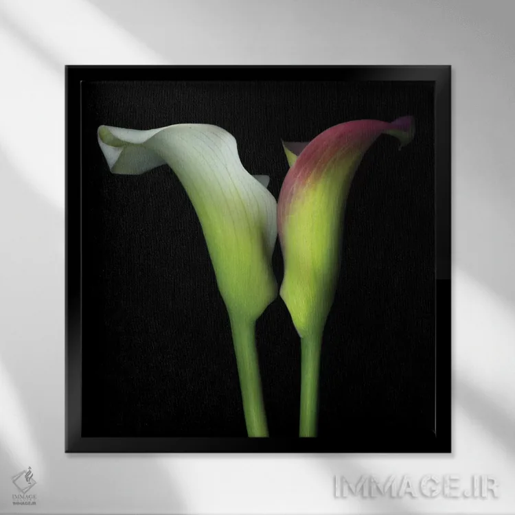 تابلو دکوراتیو گونه به گونه اثر مگدا ایندیگو - نمای قابدار مشکی