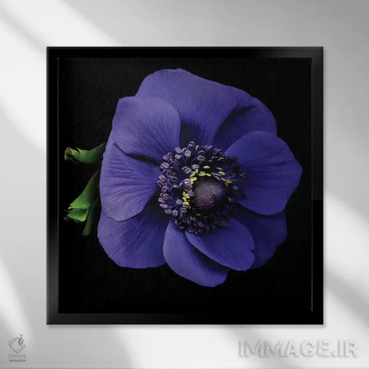 تابلو دکوراتیو شقایق دریایی اول اثر مگدا ایندیگو - نمای قابدار مشکی