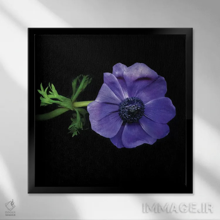 تابلو دکوراتیو شقایق های دریایی دهم اثر مگدا ایندیگو - نمای قابدار مشکی