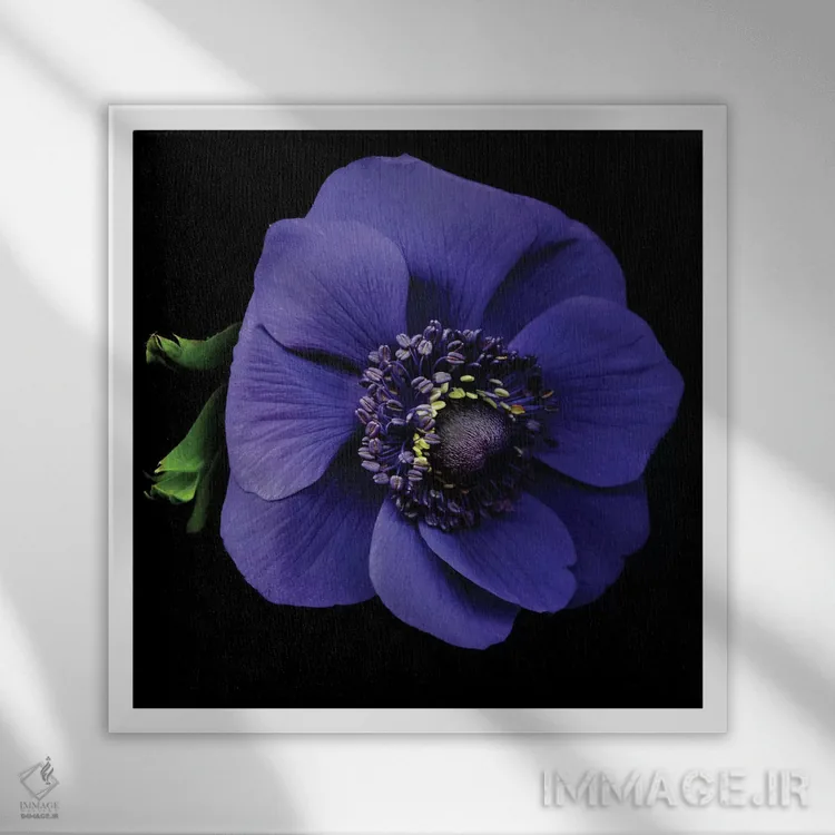 تابلو دکوراتیو شقایق دریایی اول اثر مگدا ایندیگو - نمای قابدار سفید