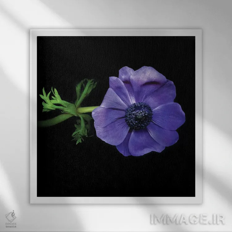 تابلو دکوراتیو شقایق های دریایی دهم اثر مگدا ایندیگو - نمای قابدار سفید